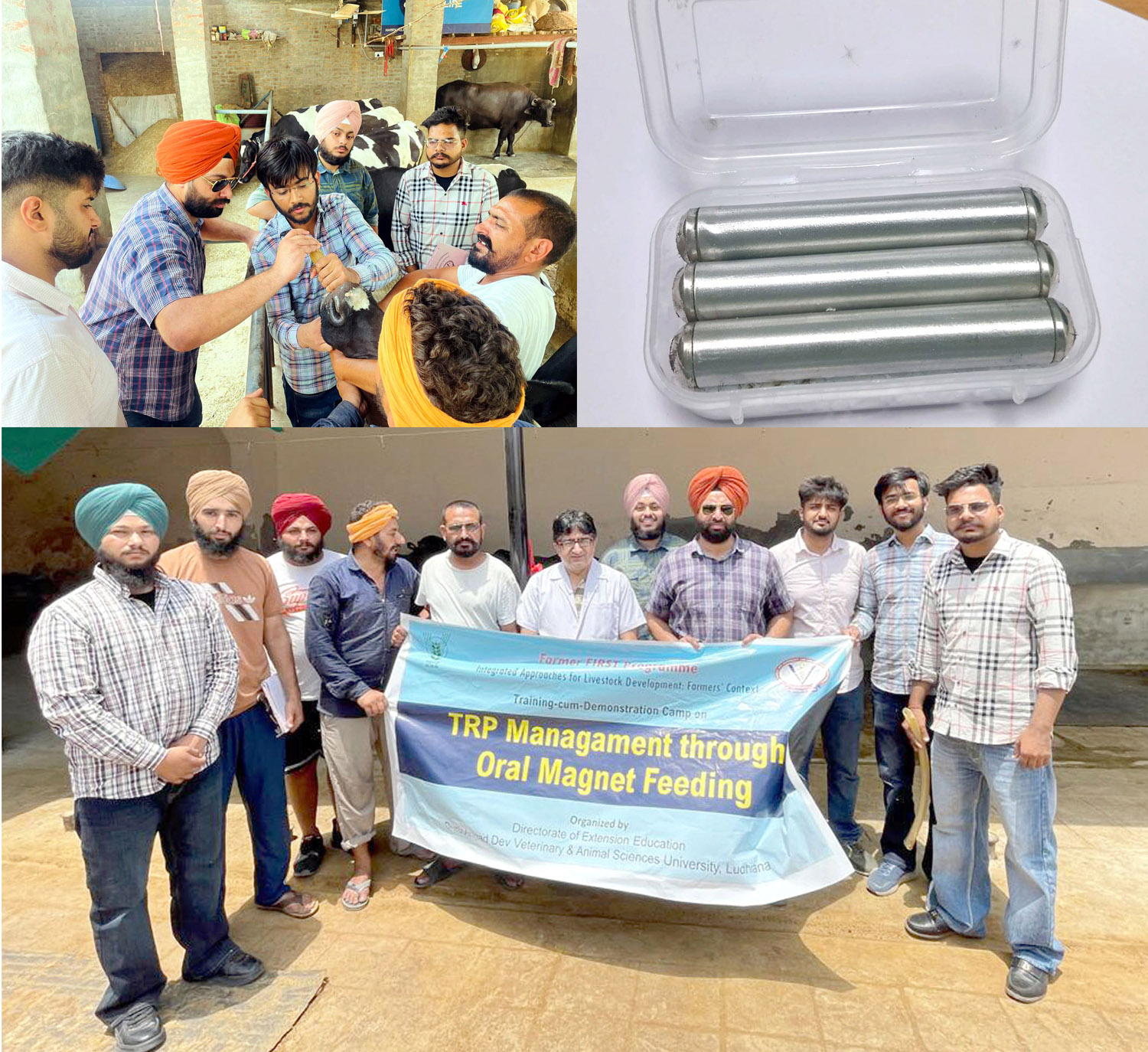 Vet Varsity conducts Oral Magnet Therapy camp